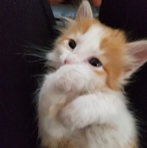 Meet your Posher, Zaynah